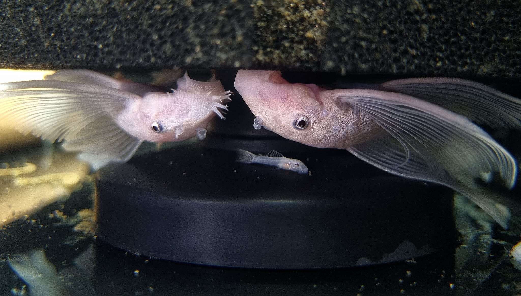 Reproducerea Ancistrușilor: Ghid Complet pentru începători