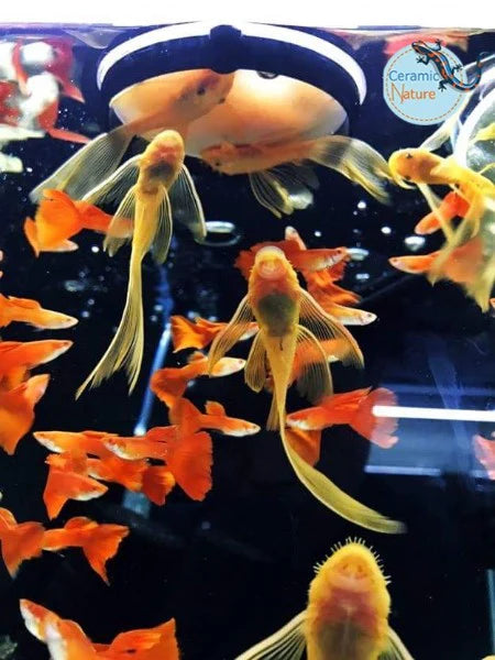 Sită pentru artemia Ziss SF-1