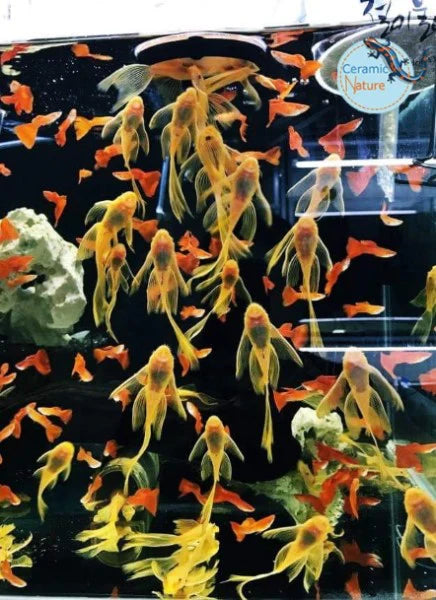 Sită pentru artemia Ziss SF-1