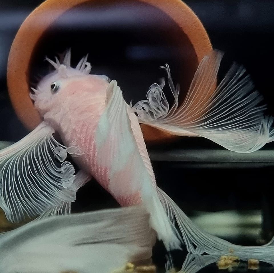 Close-up of a pink and white fish with a blurred background
