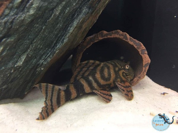 Grotă Naturală CeramicNature  Xsmall