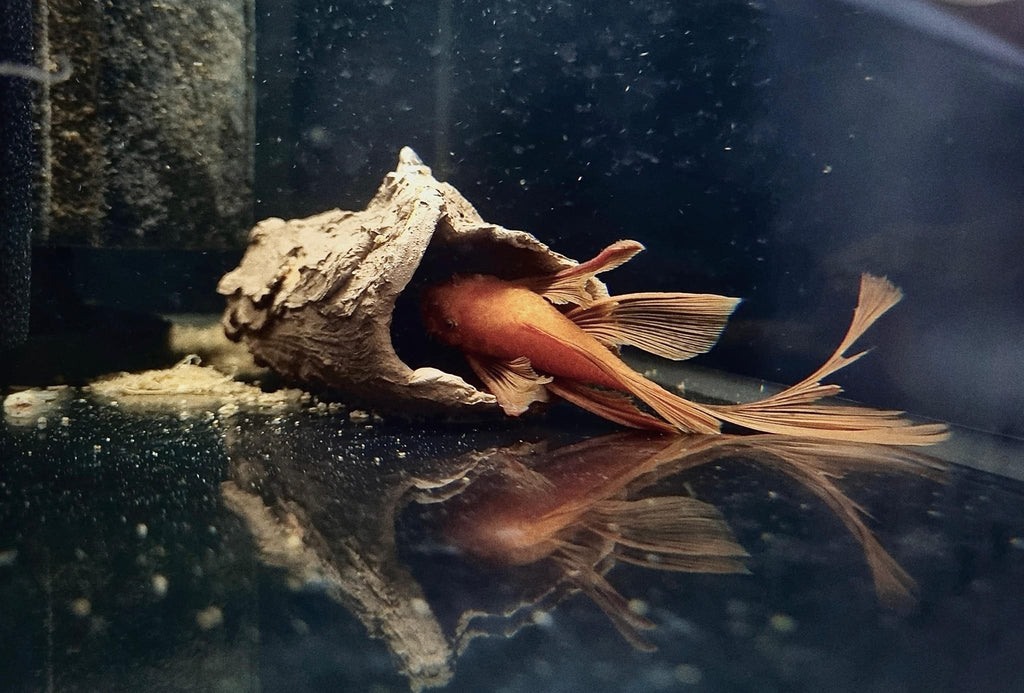 Ancistrus Super Red Voalat - 3-3.5cm (min. 8 buc)