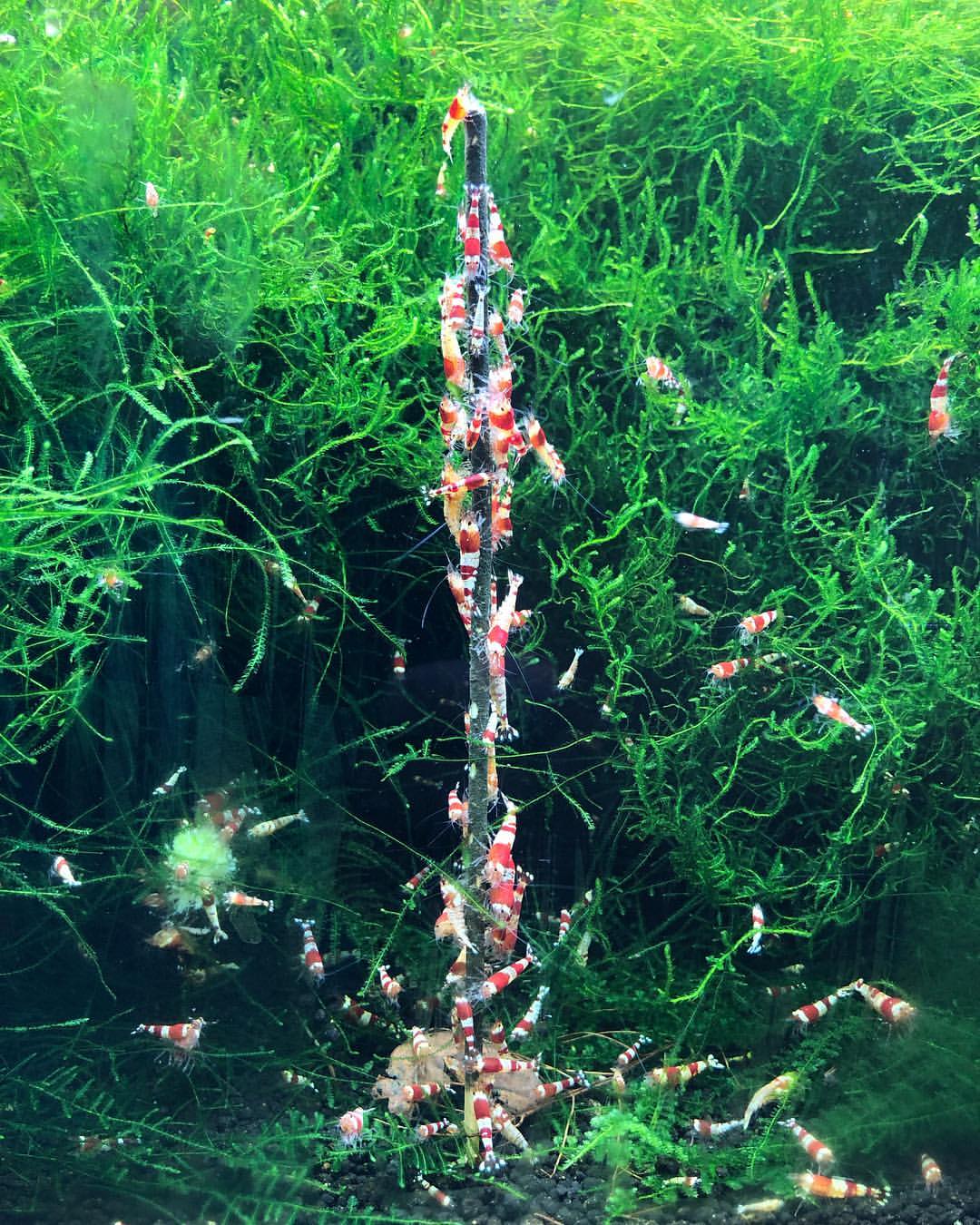 Hrană pe băț pentru creveți - Shrimp Lolly Mix 10buc