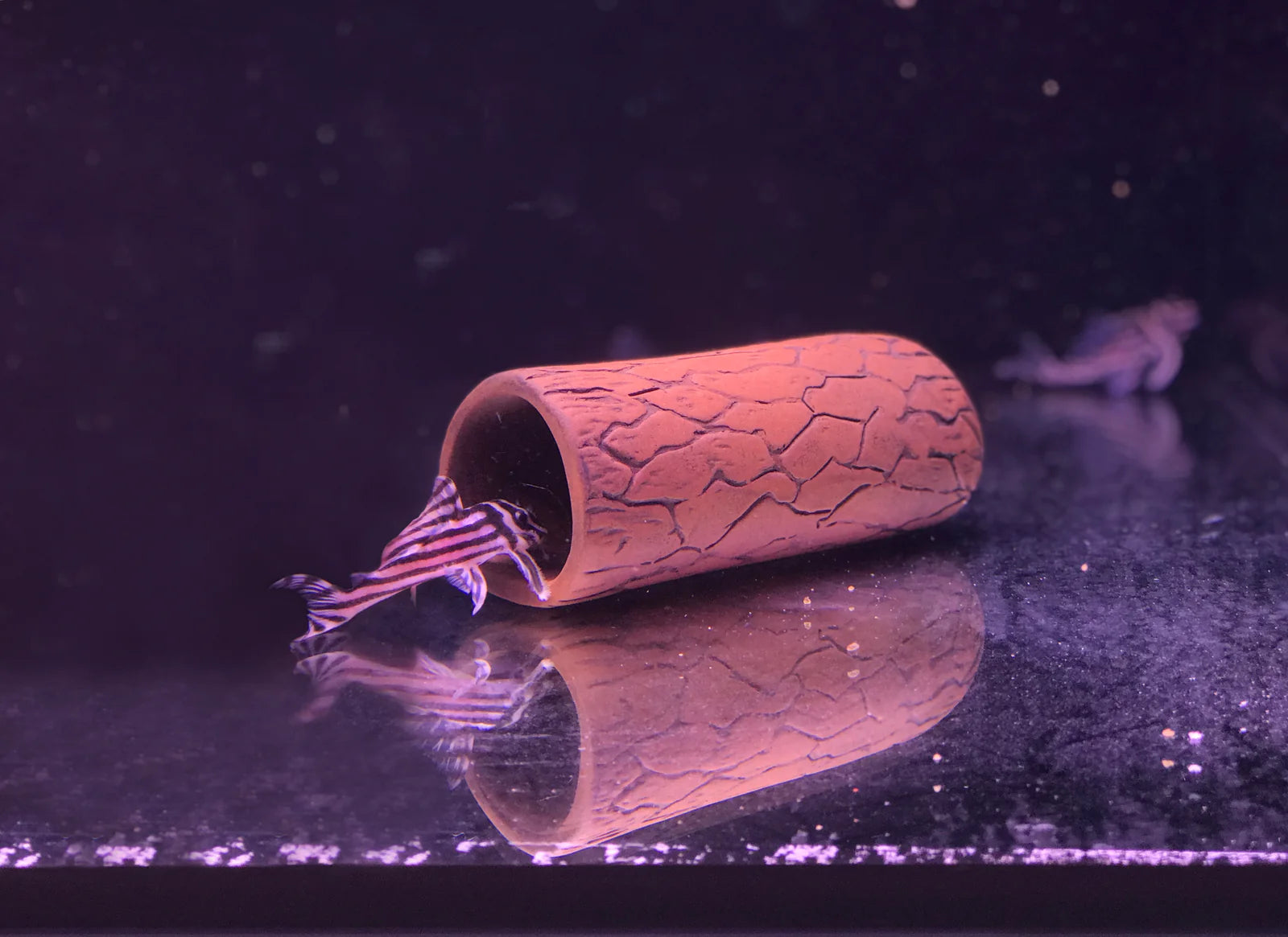 Grota Plecoceramics - Original - marimea M