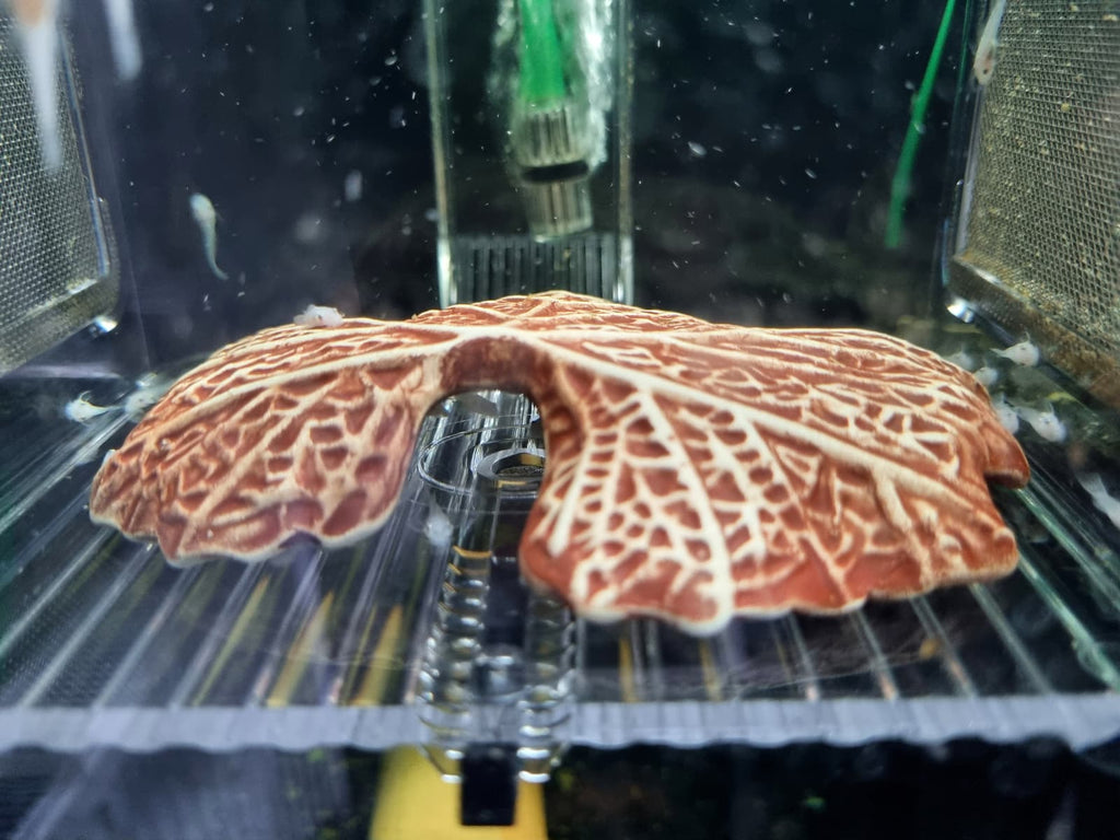 Maternitate Ziss BL-2