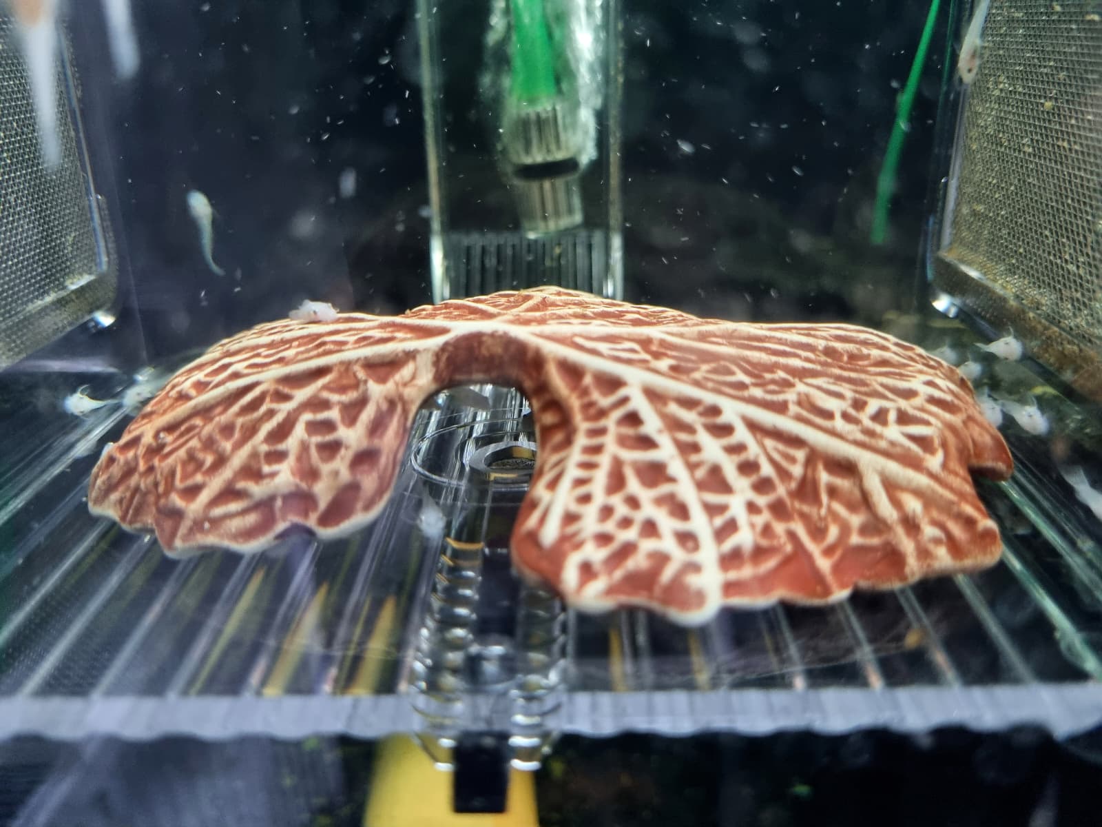 Maternitate Ziss BL-2