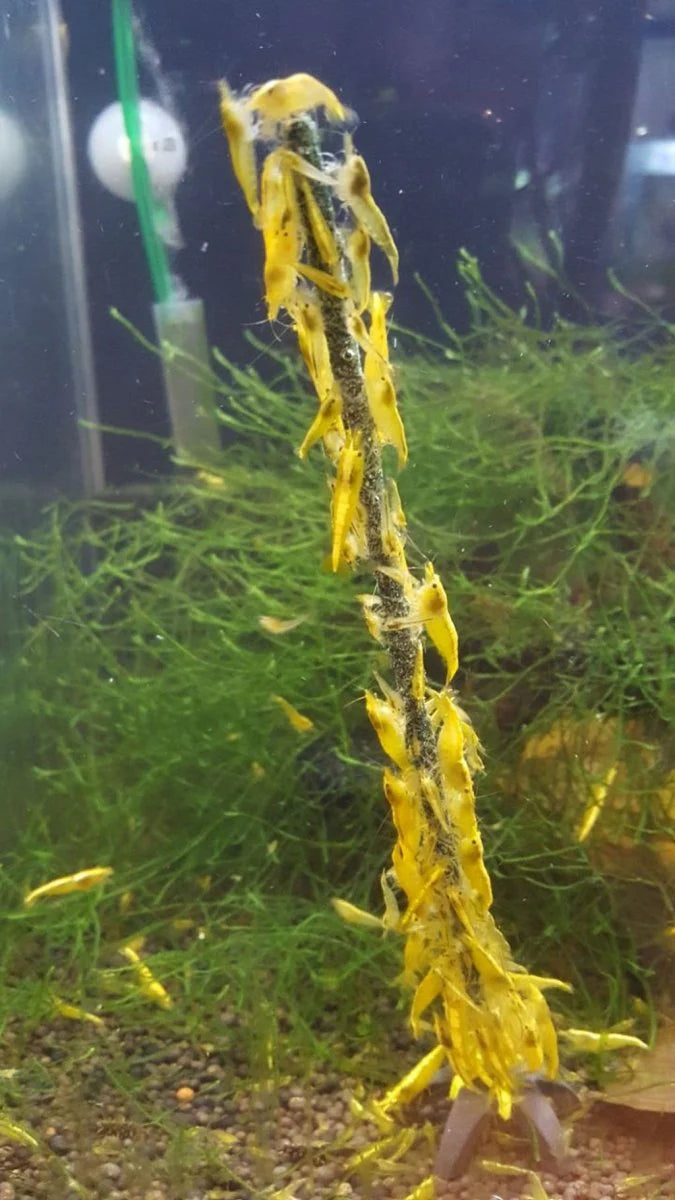 Hrană pe băț pentru creveți - Shrimp Lolly Mix 10buc