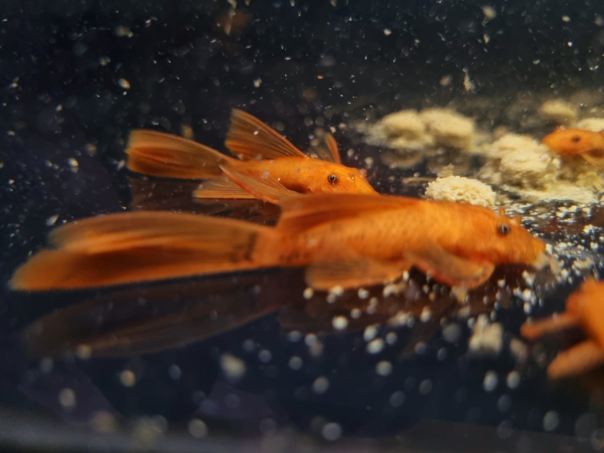 super red bristlenose 